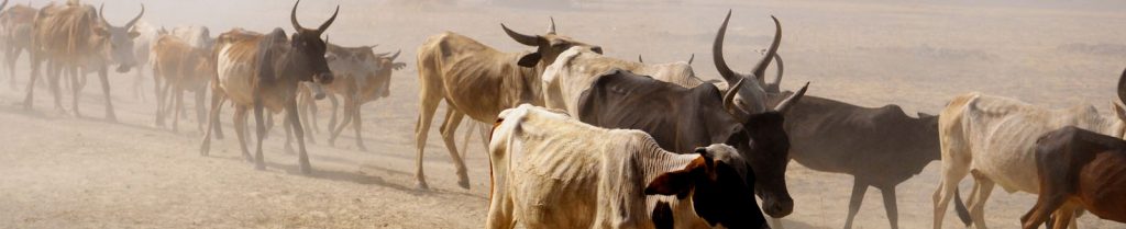 cows starving from extreme famine natural disaster